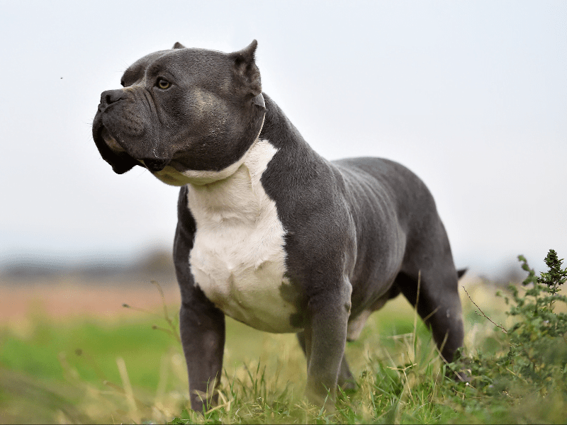 250+ Funny Dog Names (TailWagging Humor!)