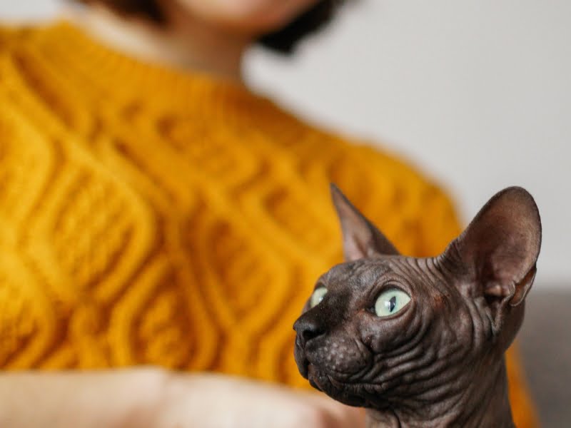 300+ Funny Names for Hairless Cats Bald Feline Humor!