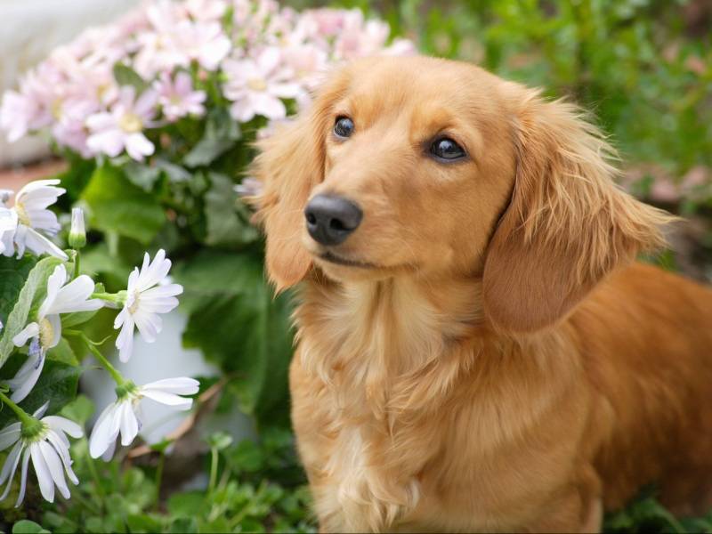 250+Funny Names For Dachshunds (Humorous Choices!)