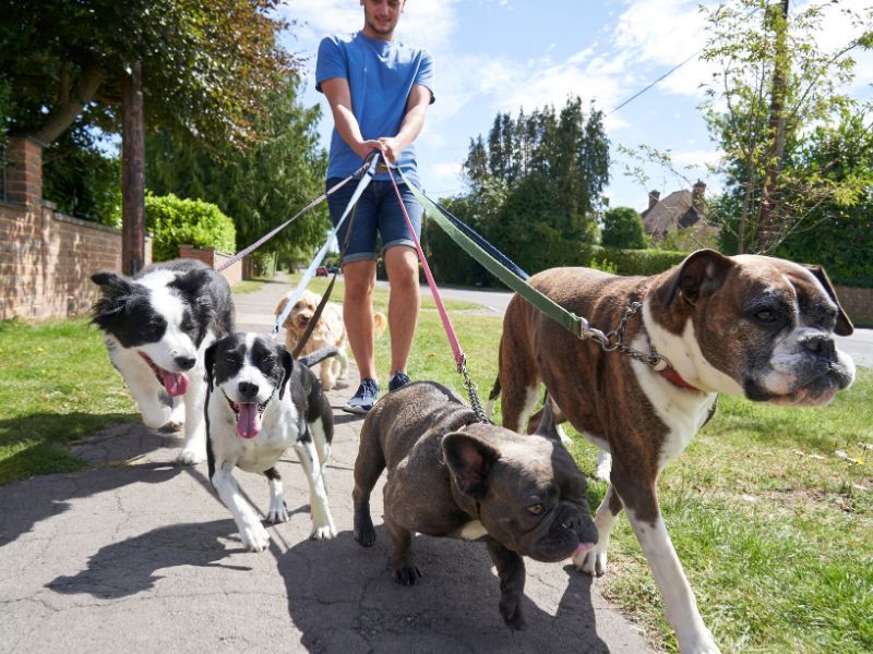 250+ Funny Dog Walking Business Names Capture Attention Now