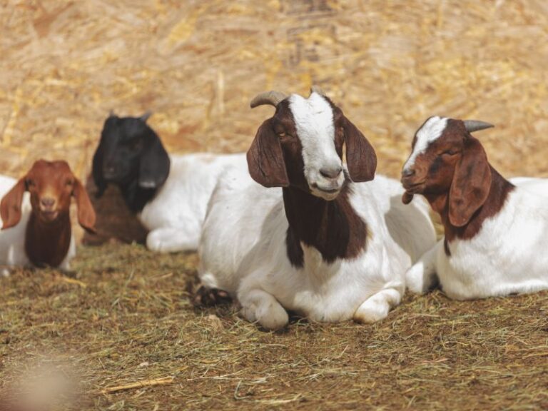 200+ Funny Names For Goats Get Your Goat Giggling
