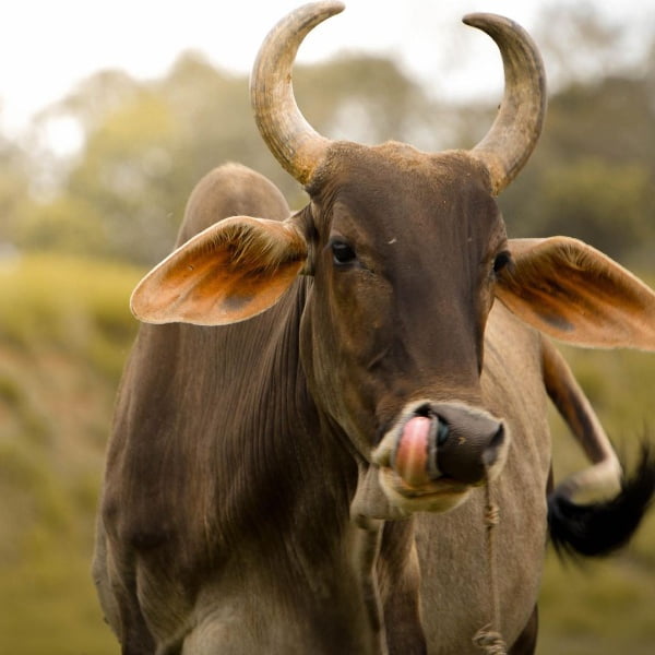 200+ Cute and Funny Cow Names [Cow Pun Edition]