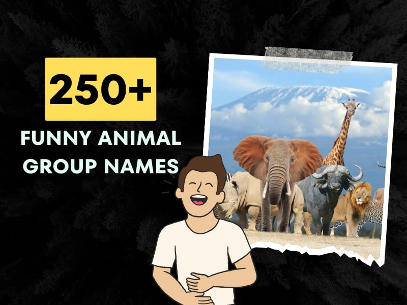 Funny Animal Group Names (Laughable Ideas)