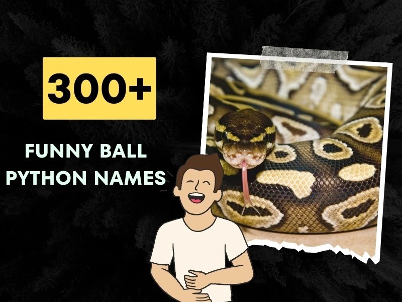 300+ Funny Ball Python Names (Cute and Badass)