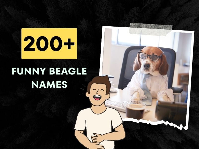 200+ Funny Beagle Names for Your Comedic Canine!