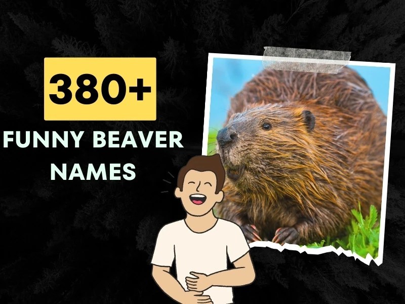 380+ Funny Beaver Names (Famous and Badass)