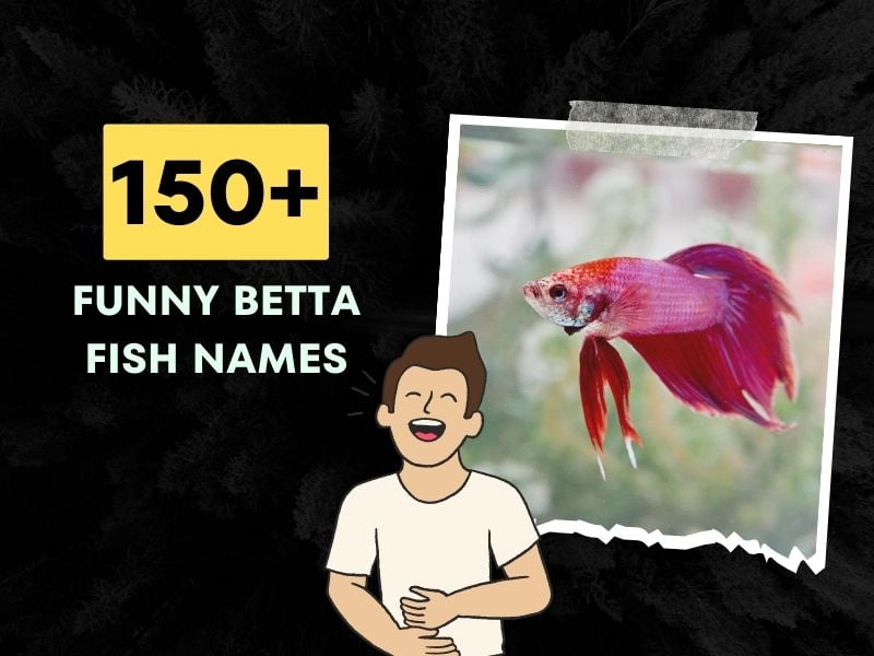 150+ Funny Betta Fish Names Fun and Quirky Ideas!