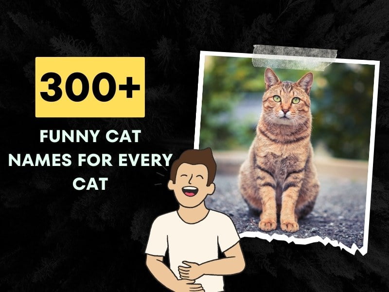 300+ Funny Cat Names (Male, Female, Puns & Badass Ideas)