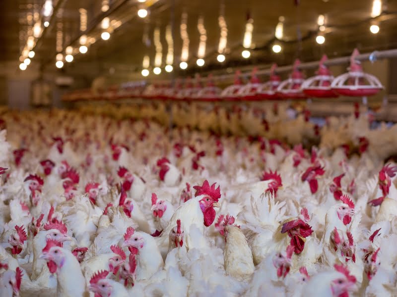 200+ Funny Farm Names ChuckleWorthy Ideas!