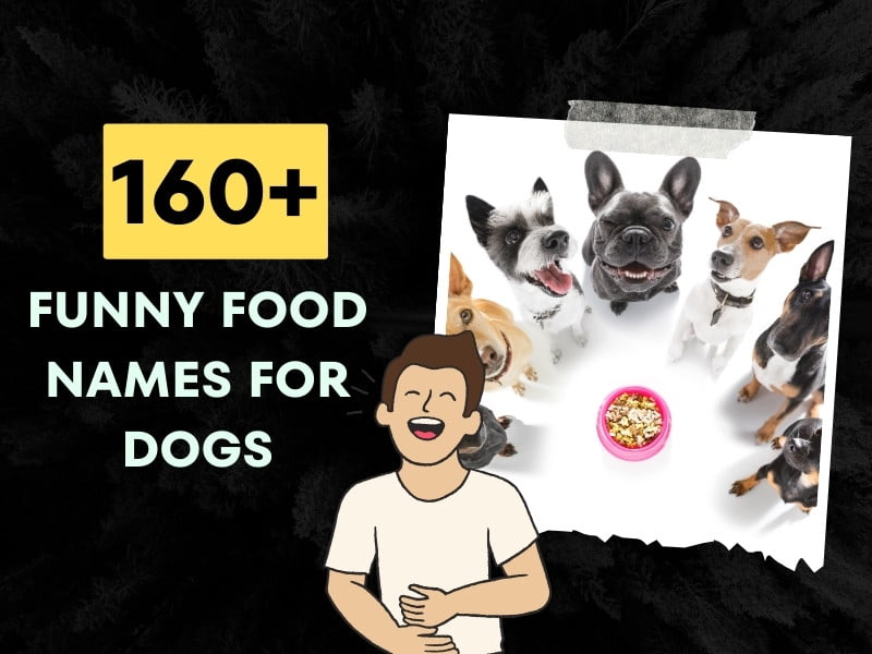 160+ Funny Food Names For Dogs (Male and Female)