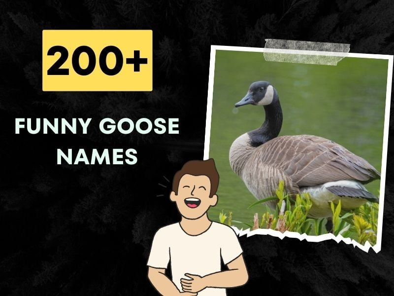 200+ Funny Goose Names (Puns That'll Quack You Up)