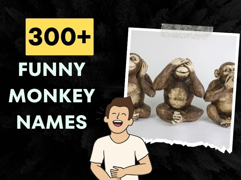300+ Funny Monkey Names (Hilarious Ideas)
