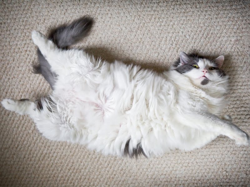 200+ Funny Names For Fat Cats (Ideas for Chubby Felines)