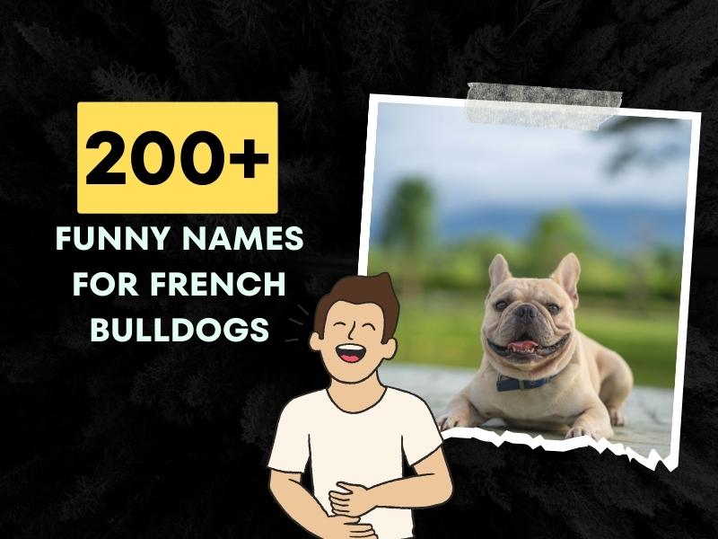 200+ Funny Names For French Bulldogs (Make Your Pup Famous)