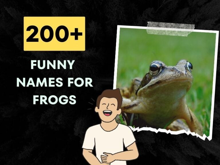 200+ Funny Names For Frogs Unleash Amphibian Creativity!