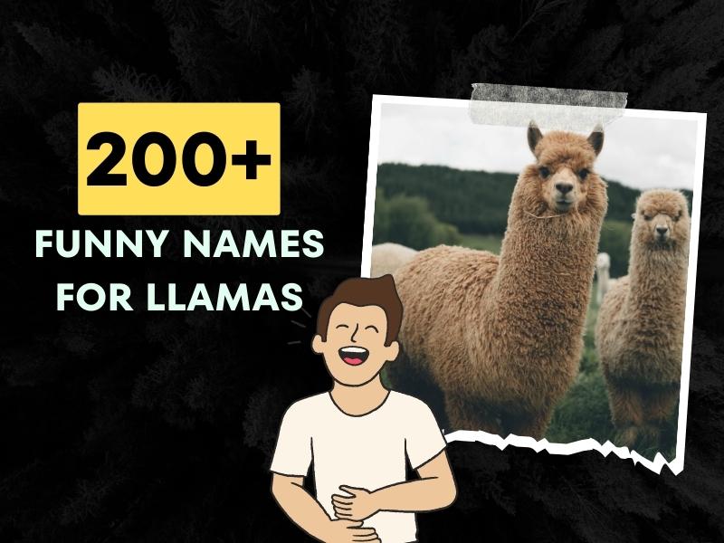 200+ Funny Names For Llamas RibTickling Ideas!