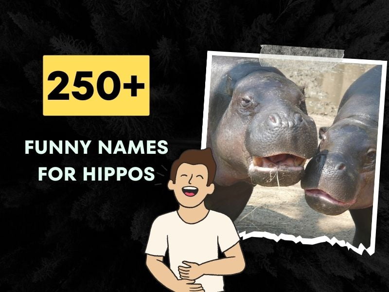 200+ Funny Names for Hippos (Witty Names for Your Pond Pal)