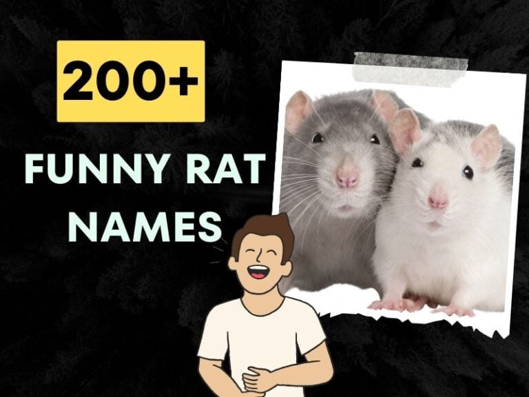 200+ Funny Rat Names Hilarious Ideas