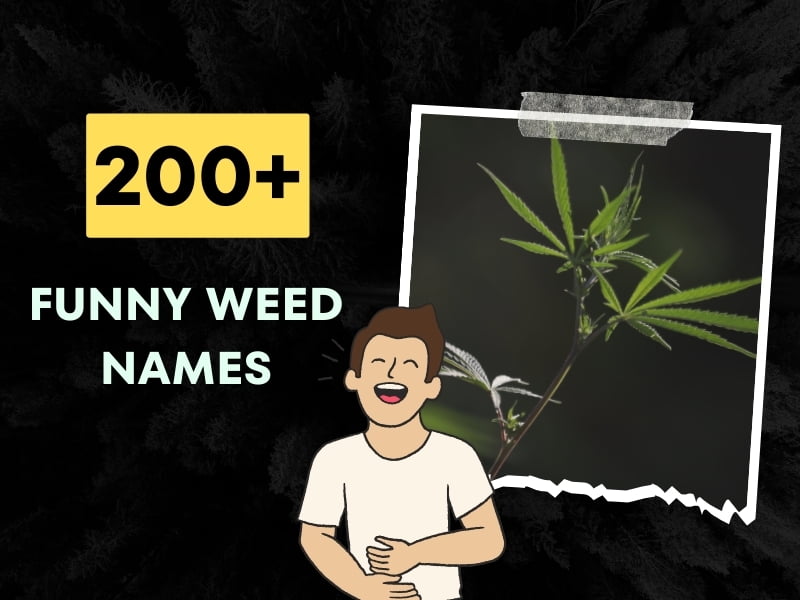 Funny Weed Names (Creative Street Names and Slang Ideas)