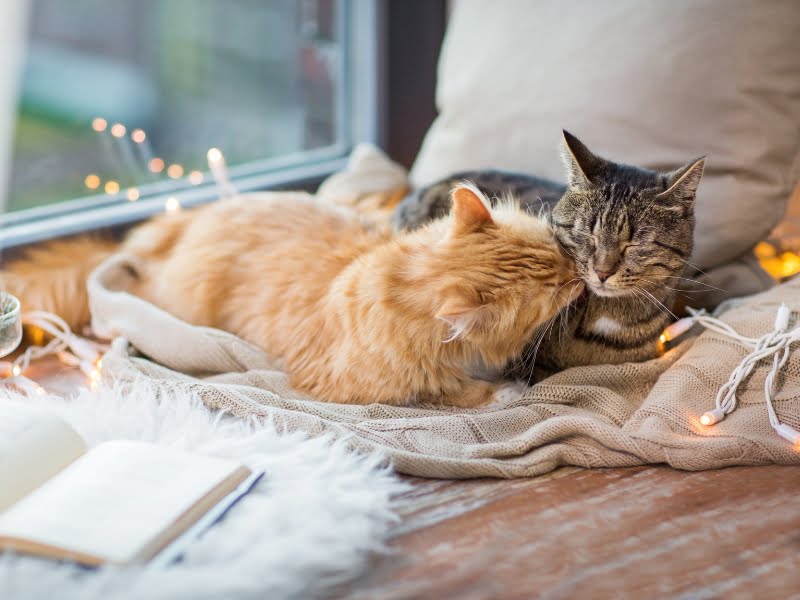 200+ Funny Brother And Sister Cat Names