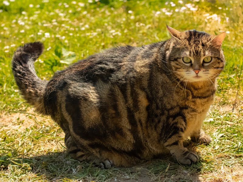 200+ Funny Names For Fat Cats (Ideas for Chubby Felines)