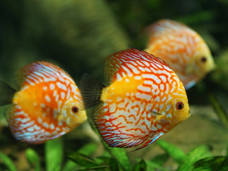 300+ Funny Fish Names (Curated And Ranked) + Generator