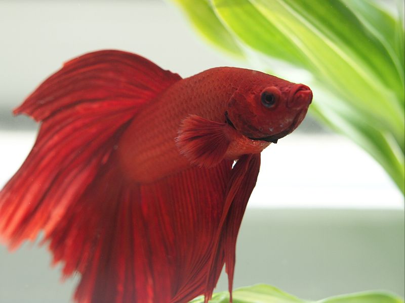 150+ Funny Betta Fish Names Fun and Quirky Ideas!
