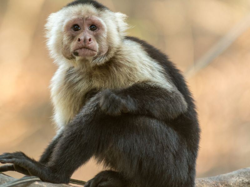 300+ Funny Monkey Names (Hilarious Ideas)