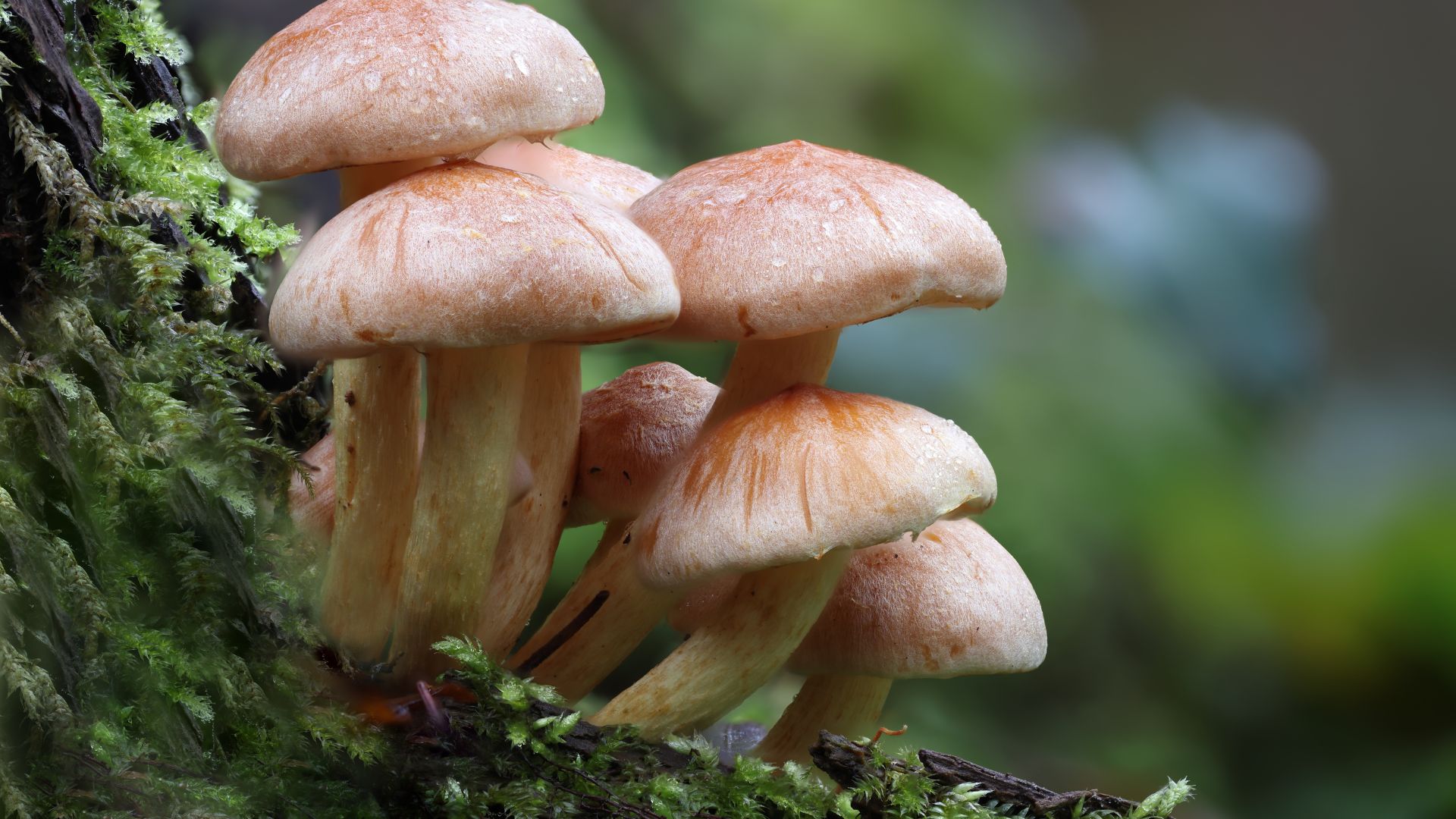 250+ Funny Mushroom Names Dive into Fungi's Playful World