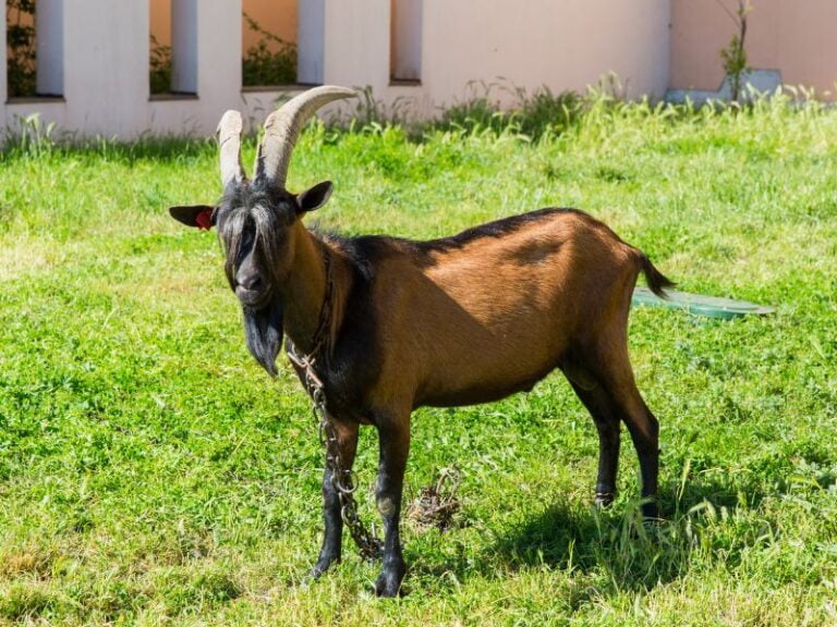 200+ Funny Names For Goats Get Your Goat Giggling