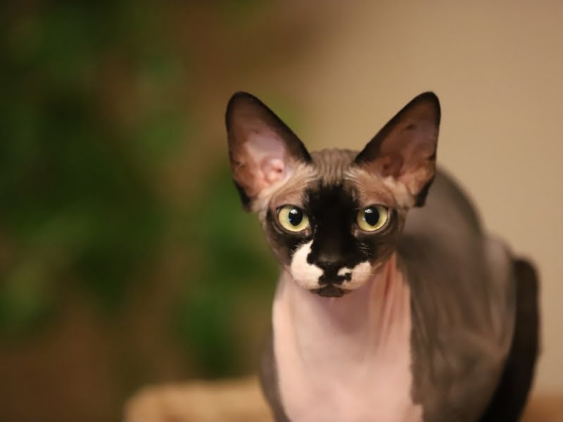 300+ Funny Names for Hairless Cats Bald Feline Humor!