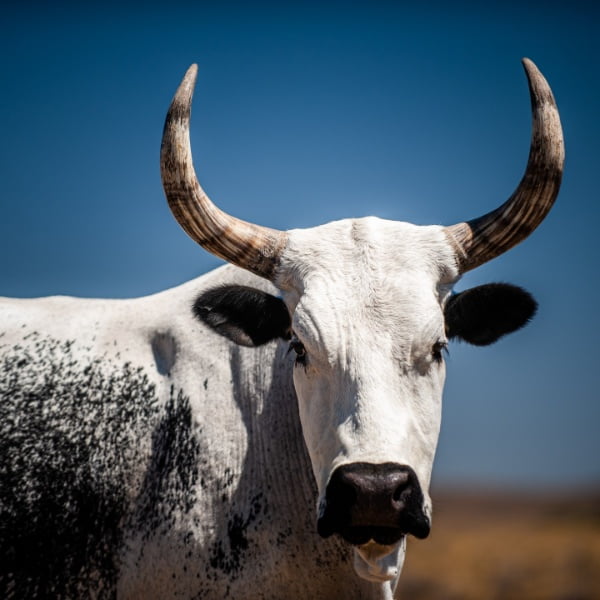 200+ Cute and Funny Cow Names [Cow Pun Edition]