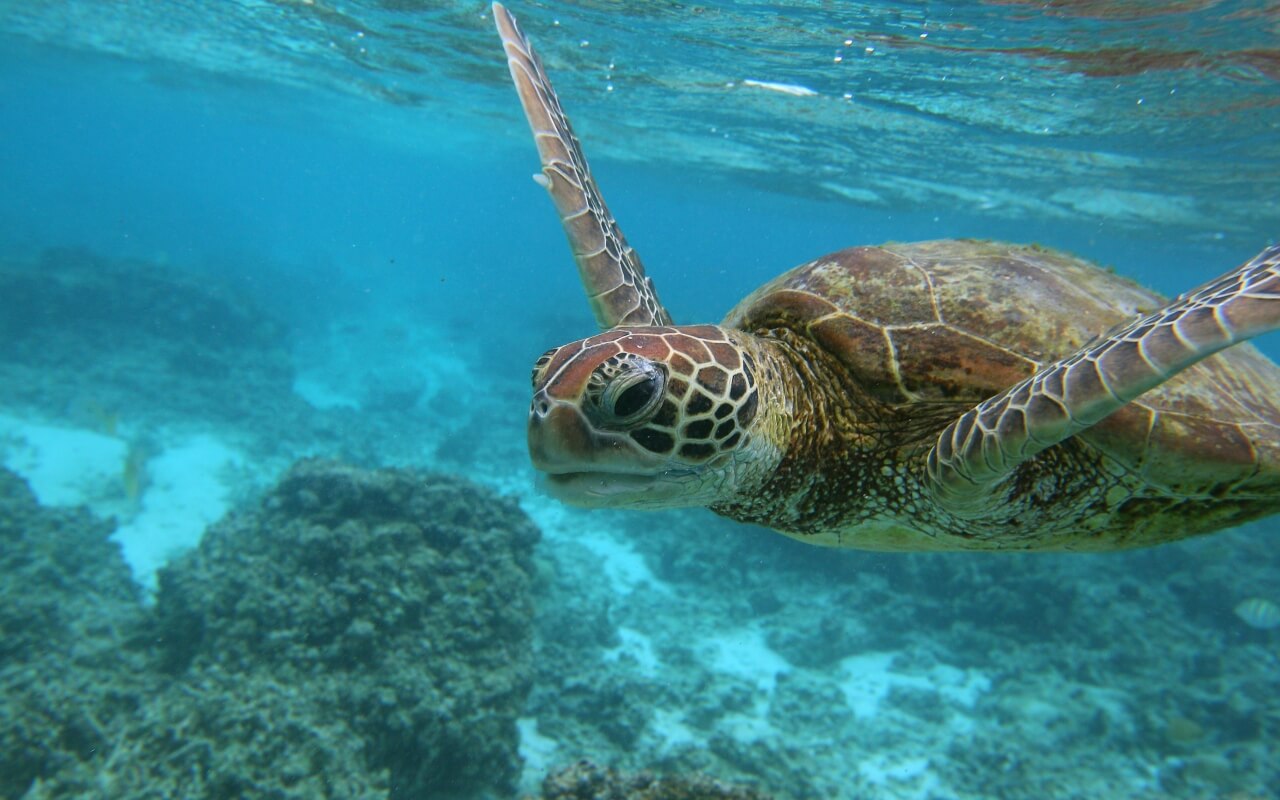 Best Wildlife Experiences on Australia's West Coast Finding Beyond