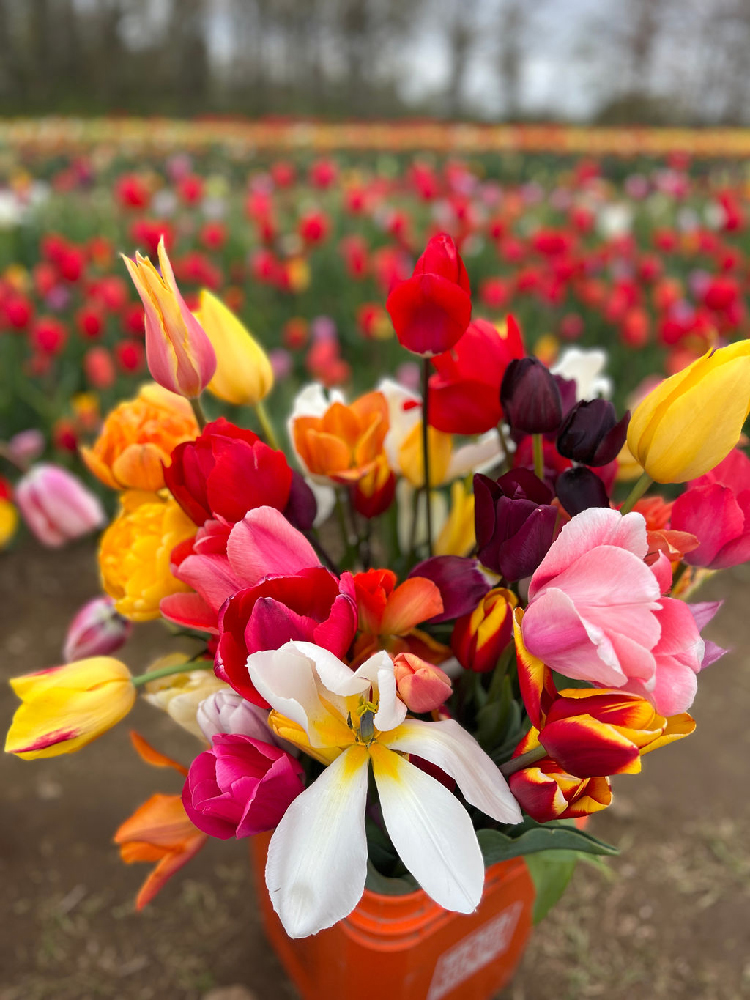 Wicked Tulips Finding Connecticut