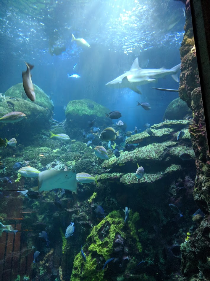 Chet’s Birthday Trip to the Tennessee Aquarium Finding delight.