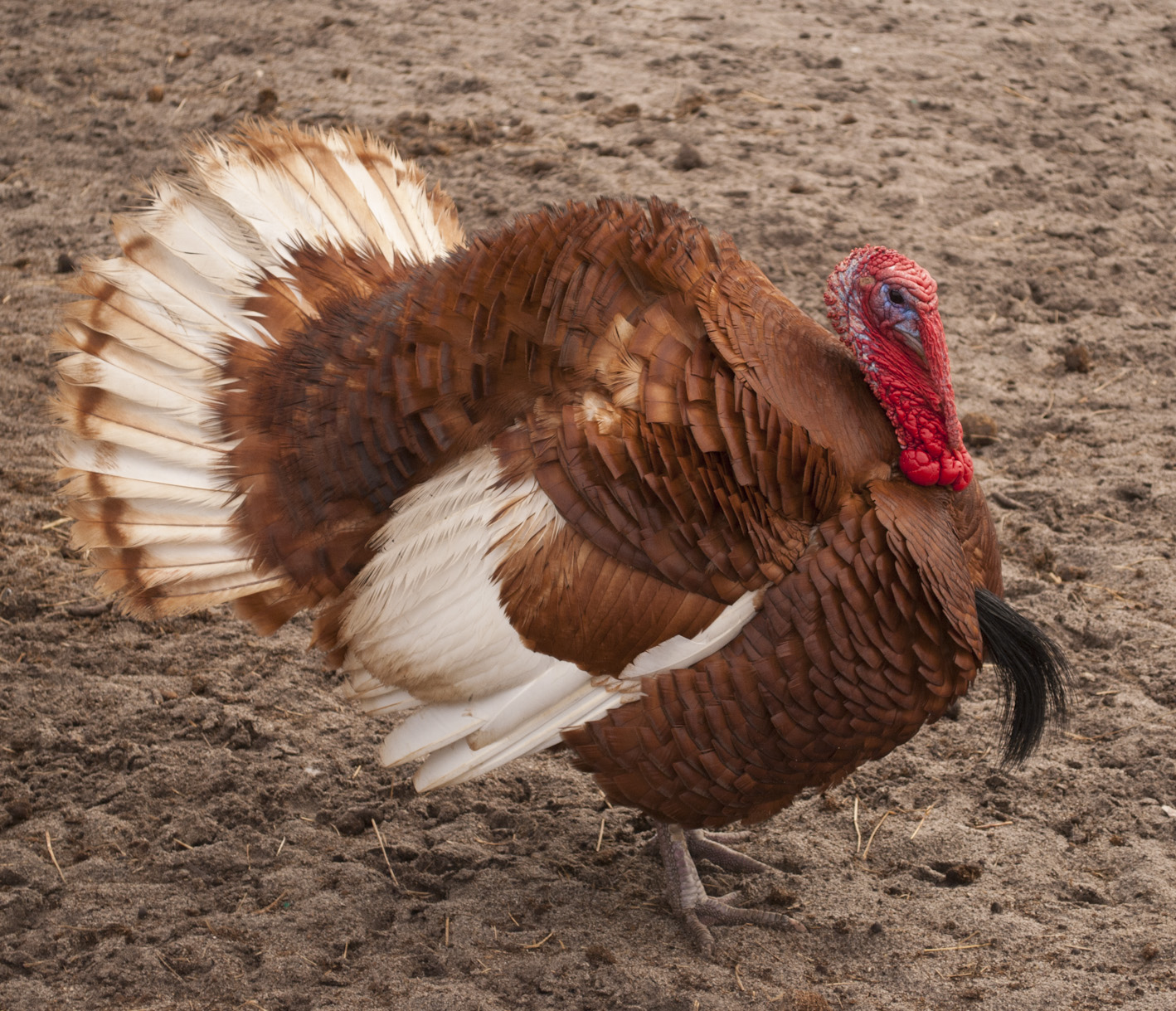 American History Finding Joy in Florida