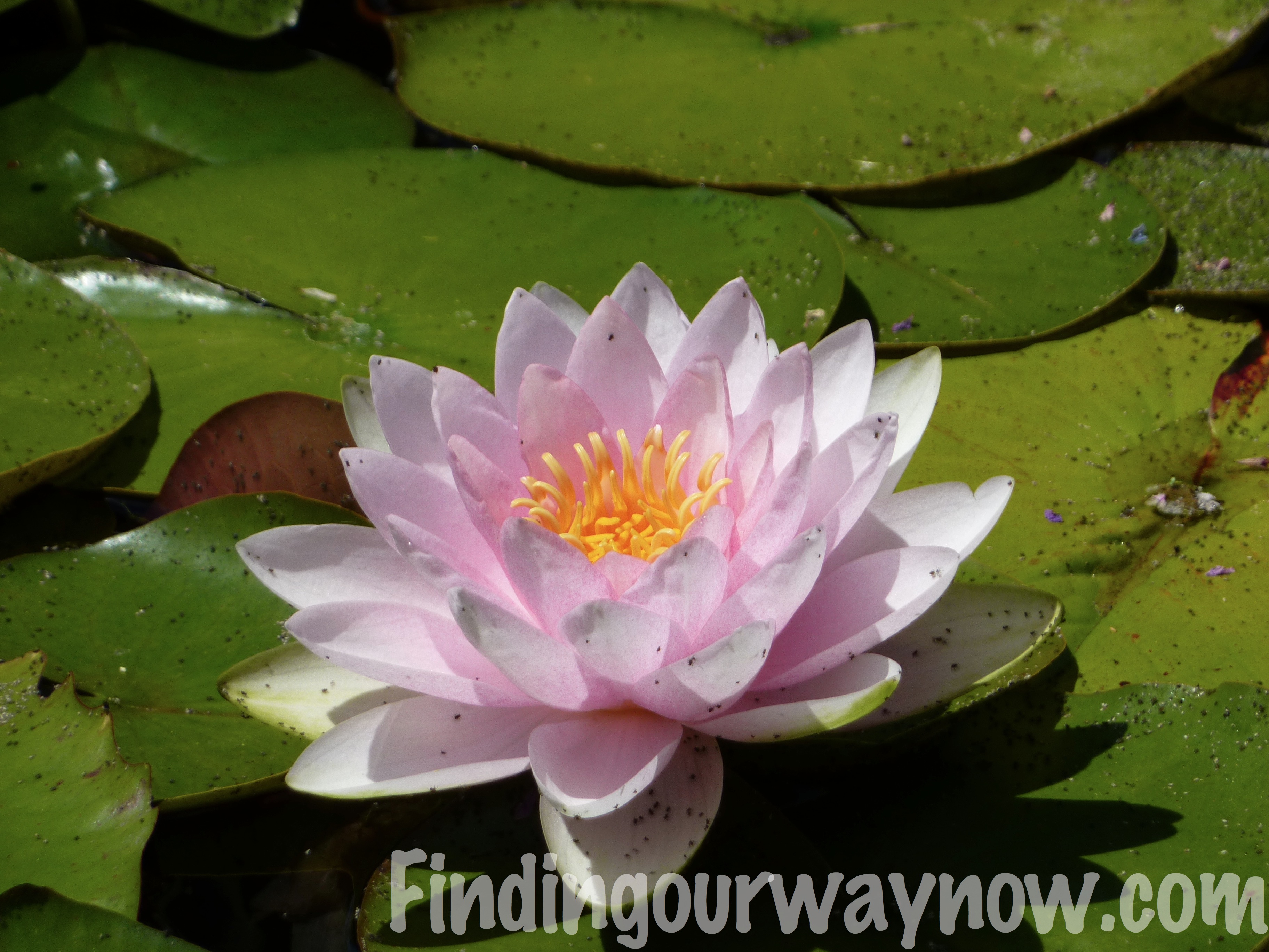 Flowers In France A Photographic Journal Finding Our Way Now