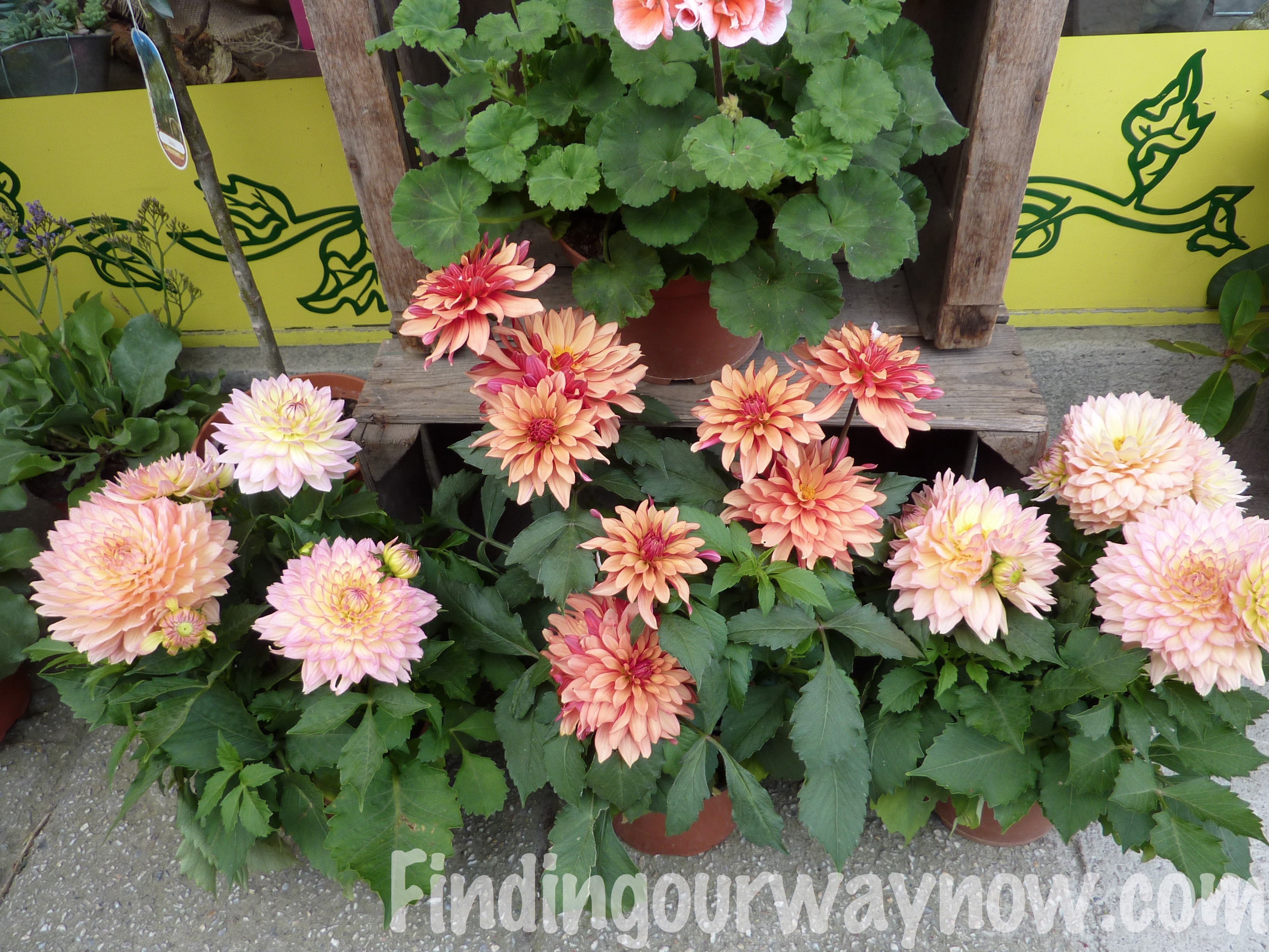 Flowers In France A Photographic Journal Finding Our Way Now