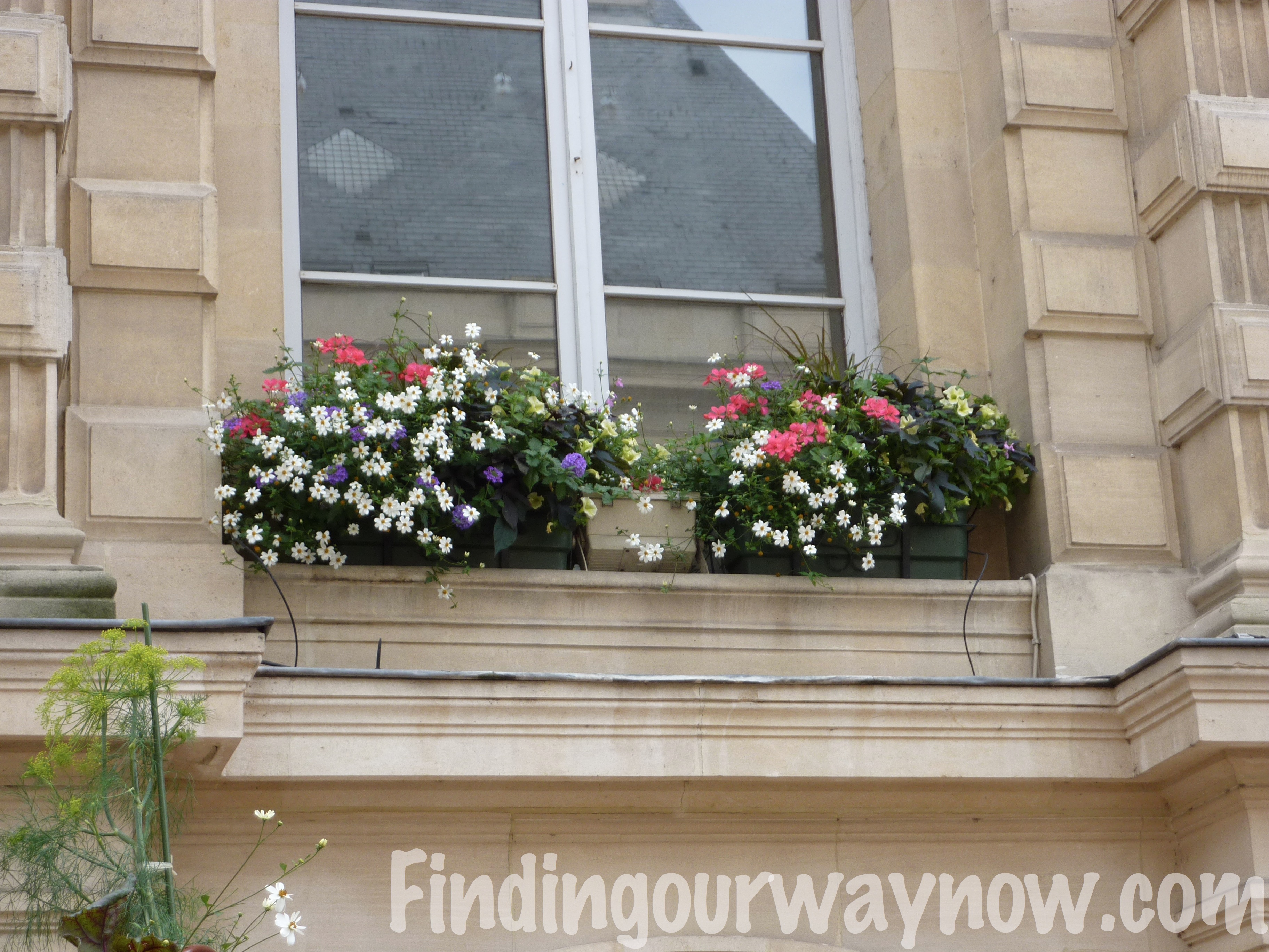 Flowers In France A Photographic Journal Finding Our Way Now