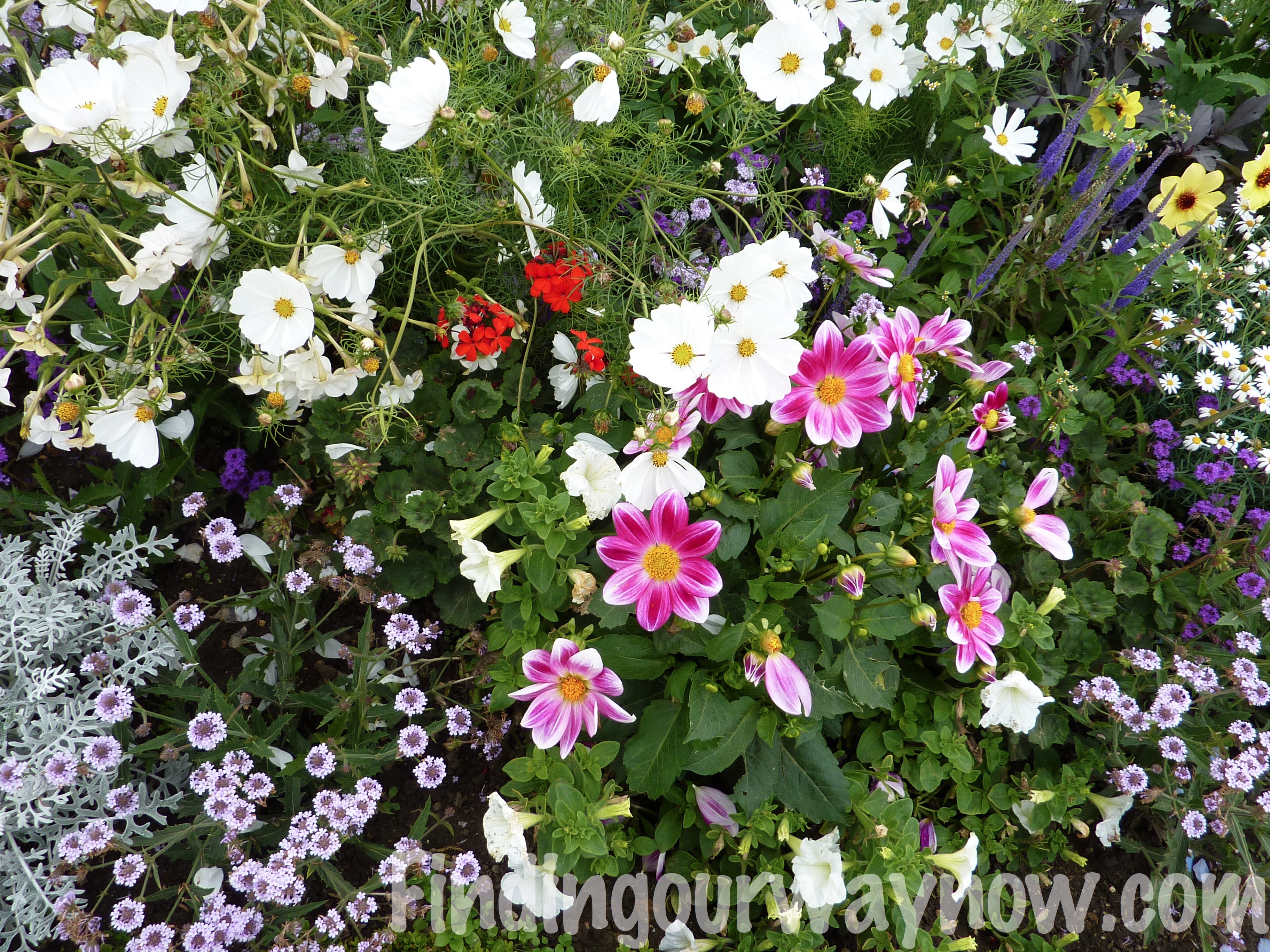 Flowers In France A Photographic Journal Finding Our Way Now
