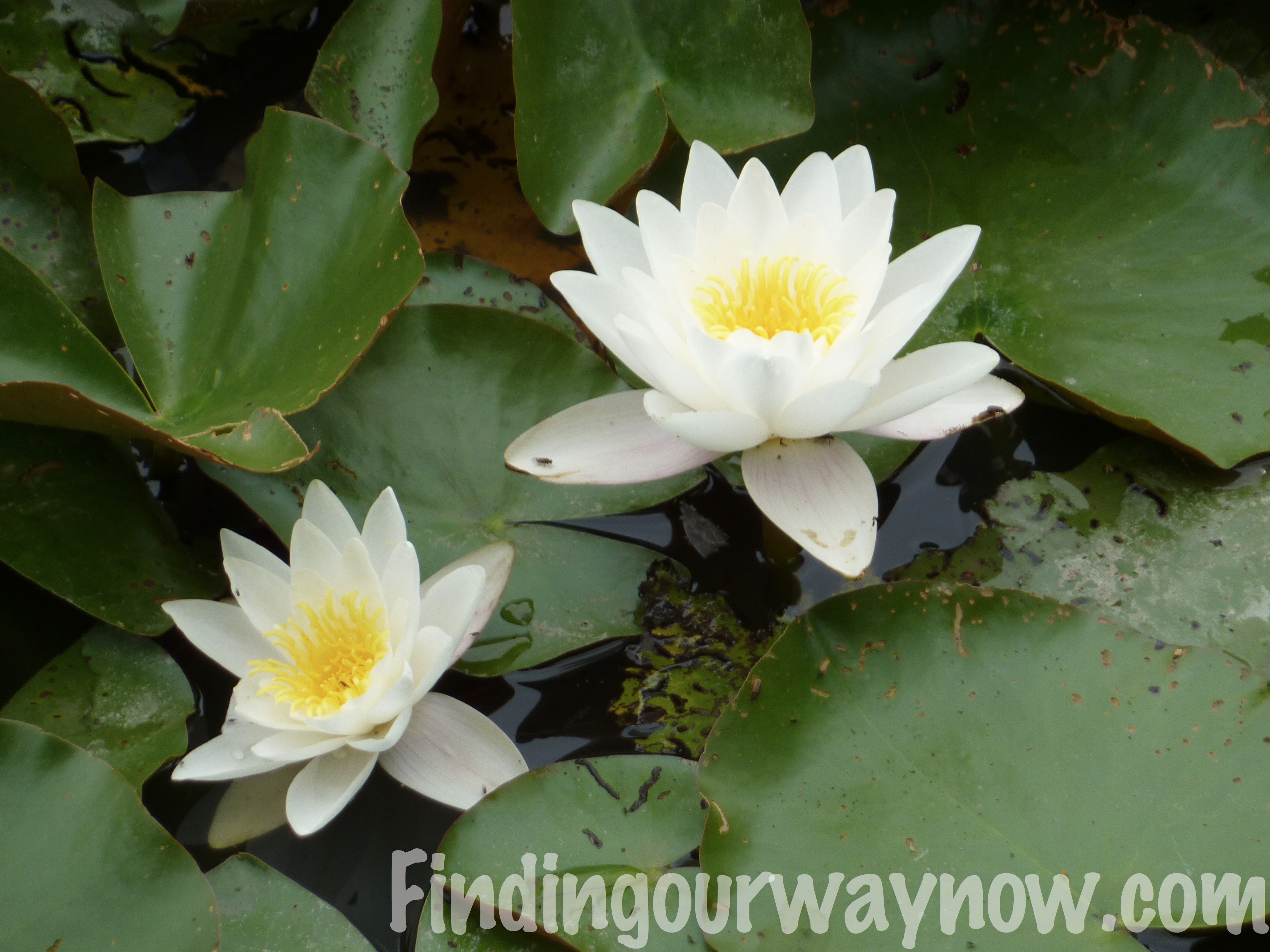 Flowers In France A Photographic Journal Finding Our Way Now