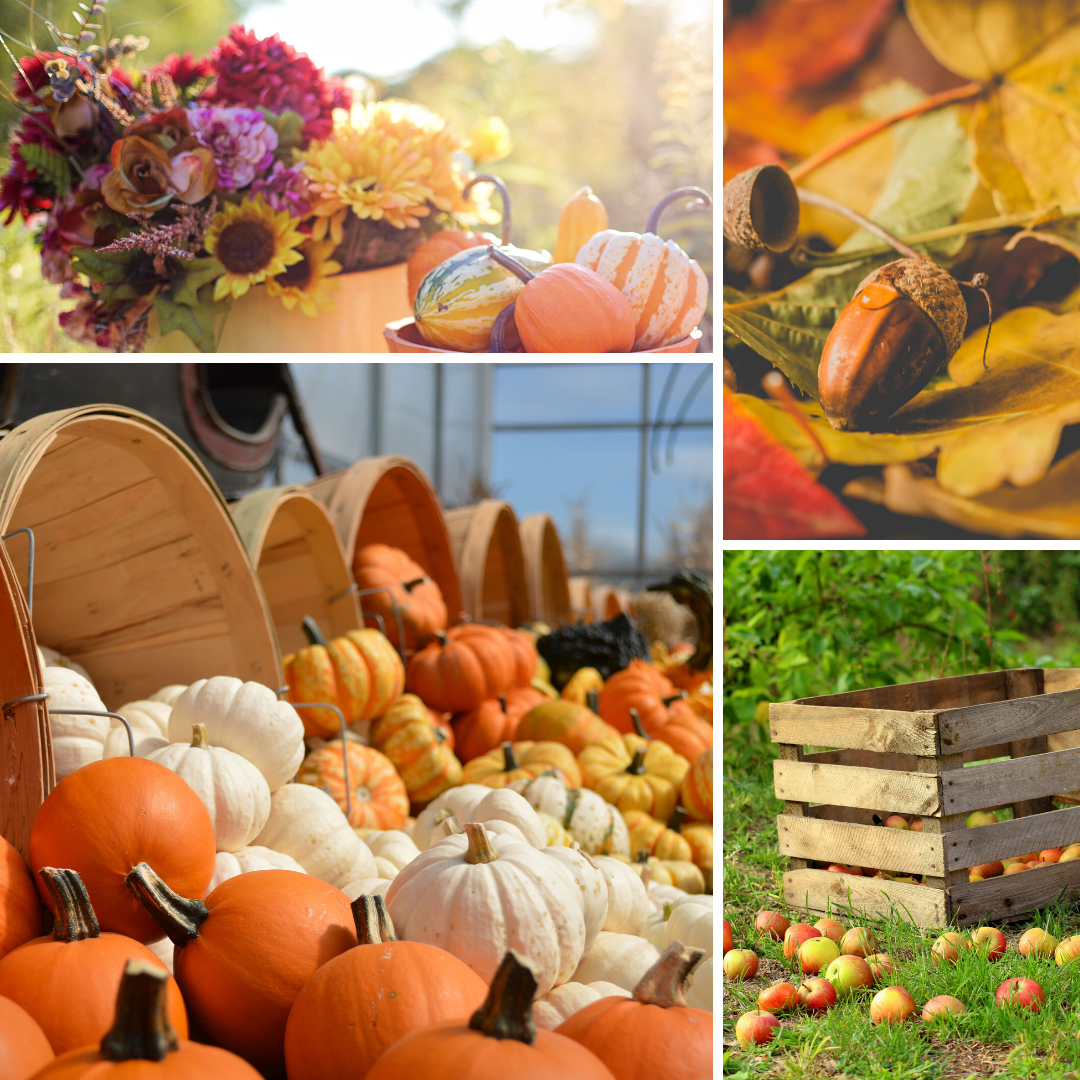 fall crops Finding Rhythms Enjoying Life