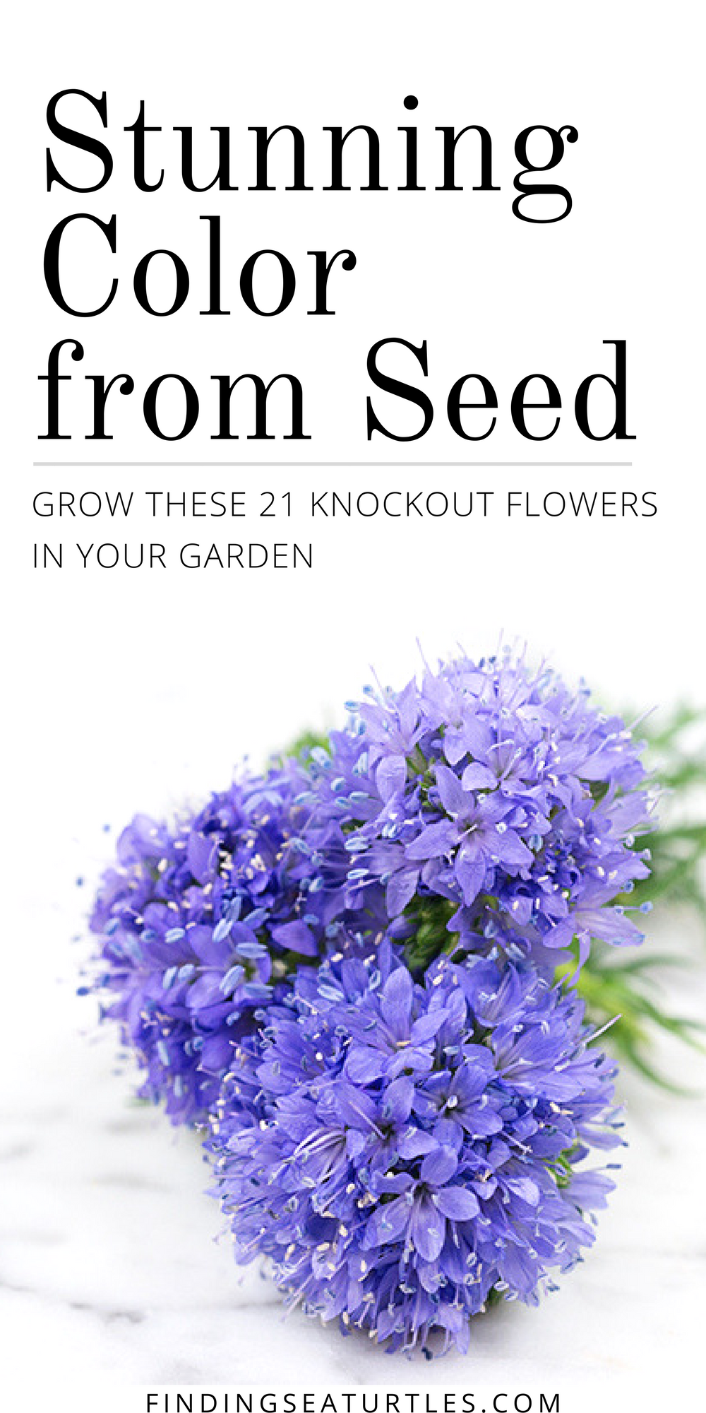 21 Garden Plants Easy to Grow From Seeds