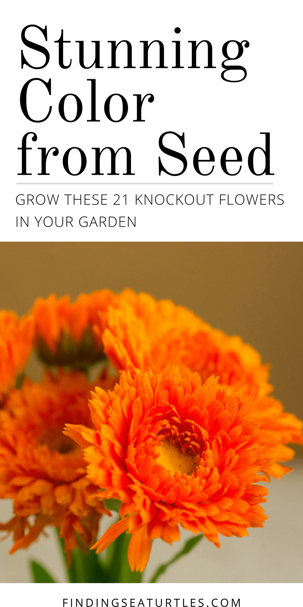 21 Garden Plants Easy to Grow From Seeds