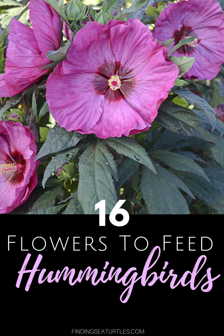 16 Perennials That Attract Hummingbirds to Your Garden!