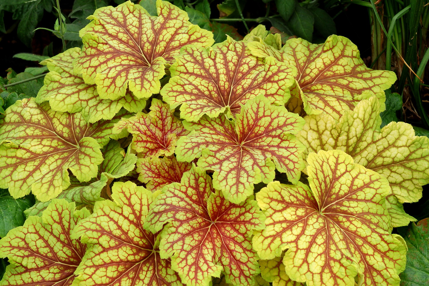 19 Easy to Grow Coral Bells for Colorful Gardens Finding Sea Turtles