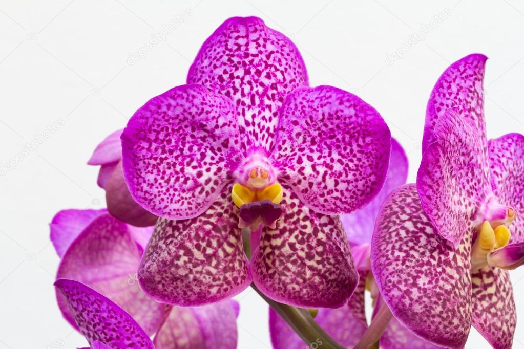 Orchid in Sri Lanka, price and