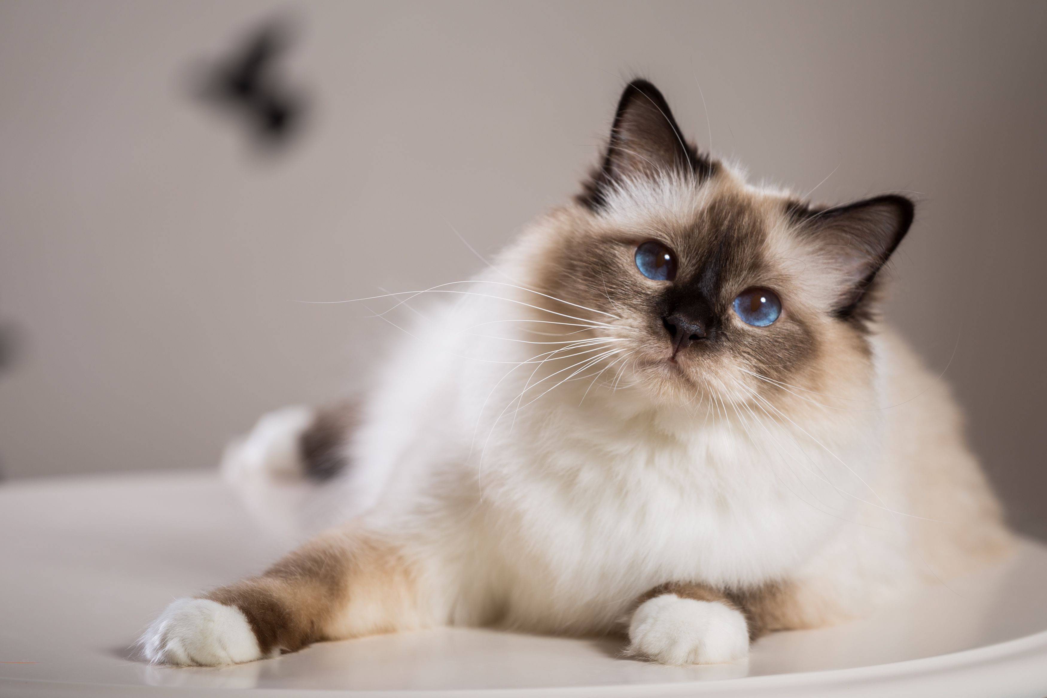 Cat breeds in Sri Lanka, Price, and
