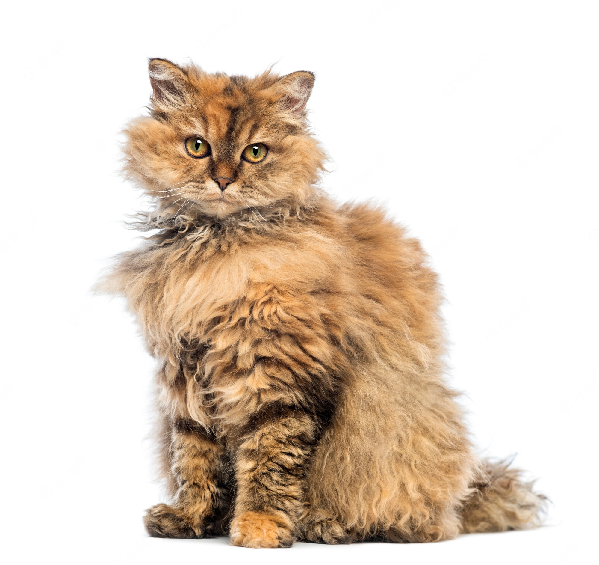 Cat breeds in Sri Lanka, Price, and
