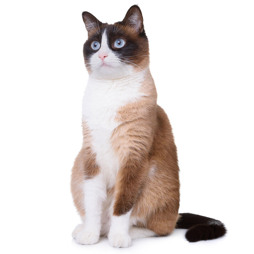 Cat breeds in Sri Lanka, Price, and